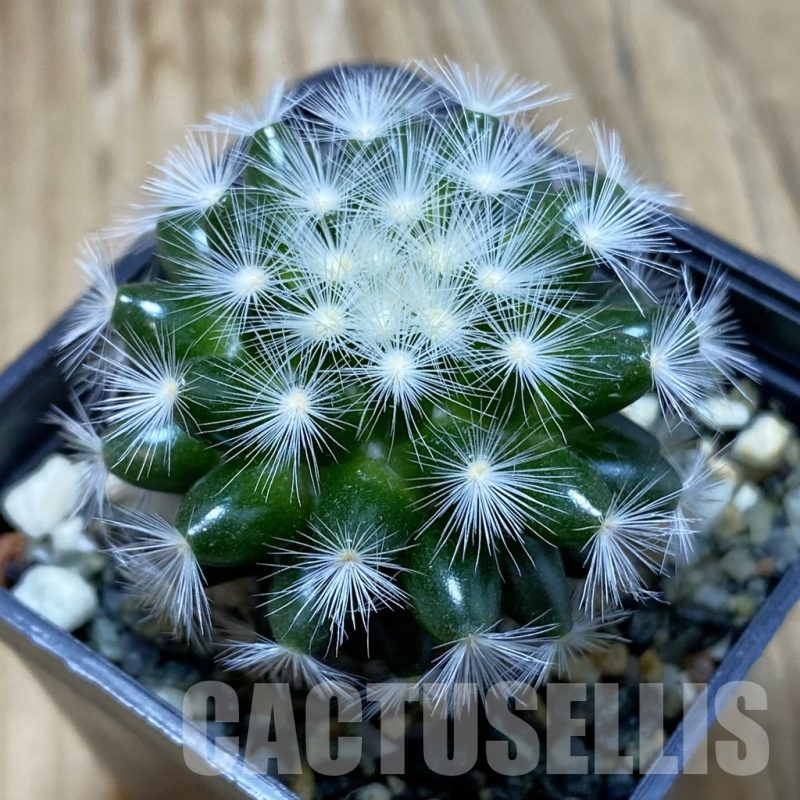 SH16412 Mammillaria carmenae hybrid