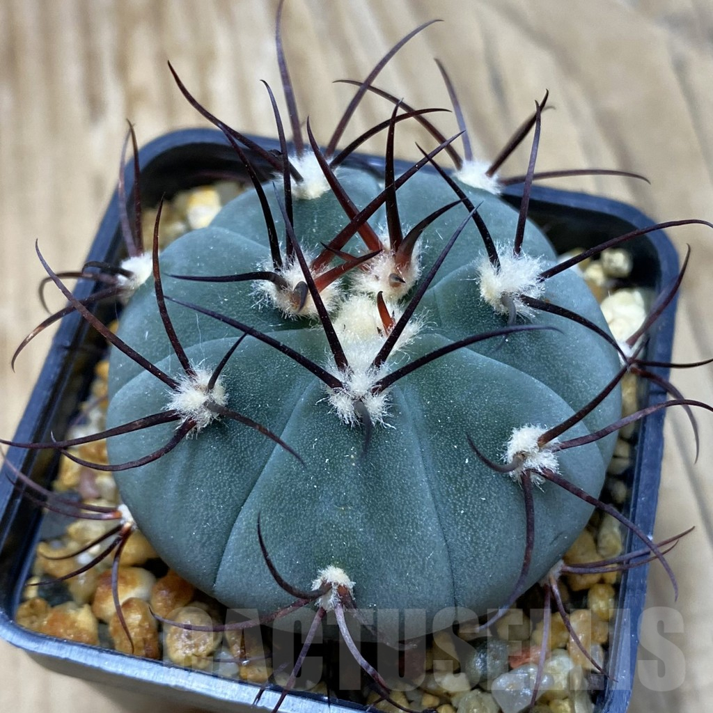 SH16415 Gymnocalycium cabreraense VOS 2122