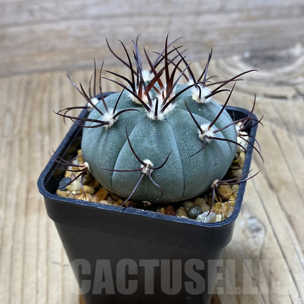 SH16415 Gymnocalycium cabreraense VOS 2122 - Image 2