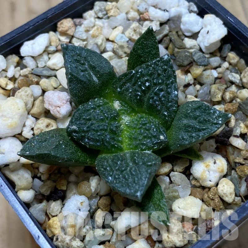 SH16416 Ariocarpus fissuratus ‘Godzilla’ hybrid, seedling