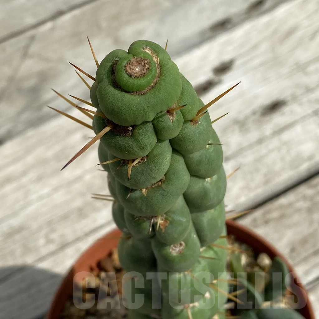 SH16417 Eulychnia castanea 'Spiralis'