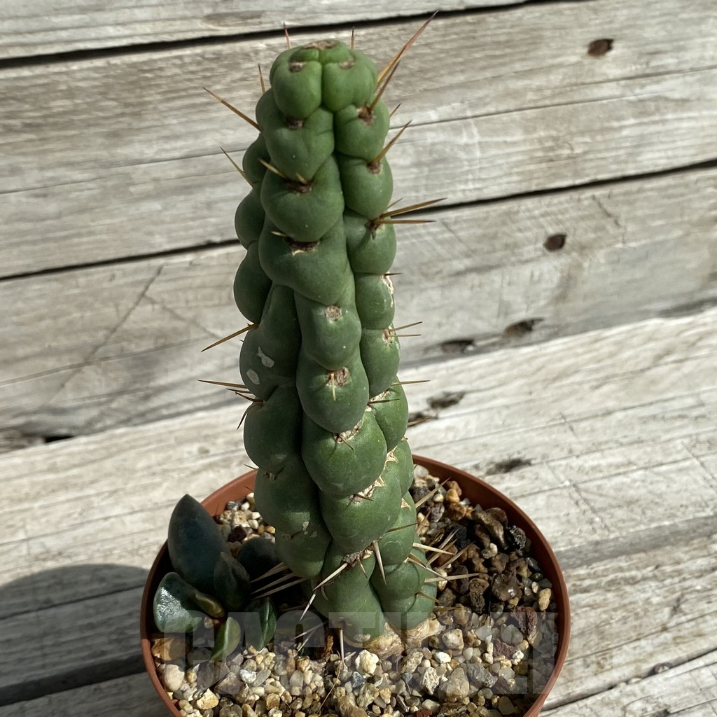 SH16417 Eulychnia castanea 'Spiralis' - Image 2