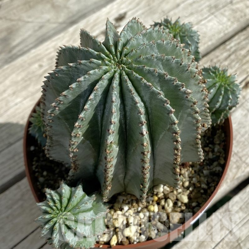 SH16418 Euphorbia horrida 'Alba'
