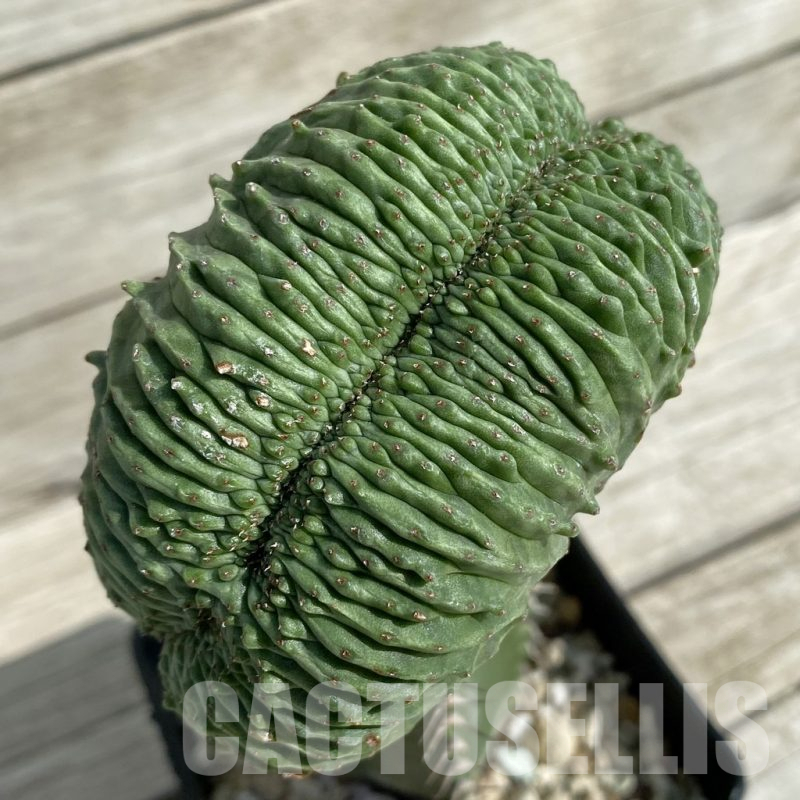 SH16419 Euphorbia obesa ‘Malik’ f. cristata, grafted