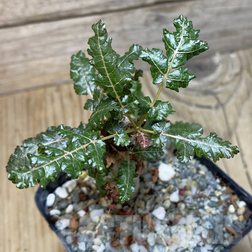 SH16420 Boswellia nana hybrid - Image 2