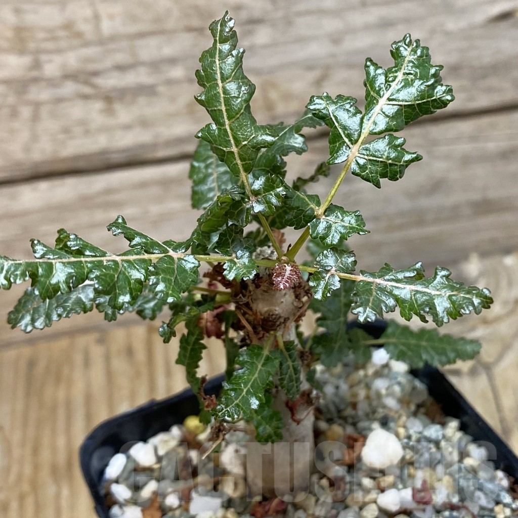 SH16420 Boswellia nana hybrid