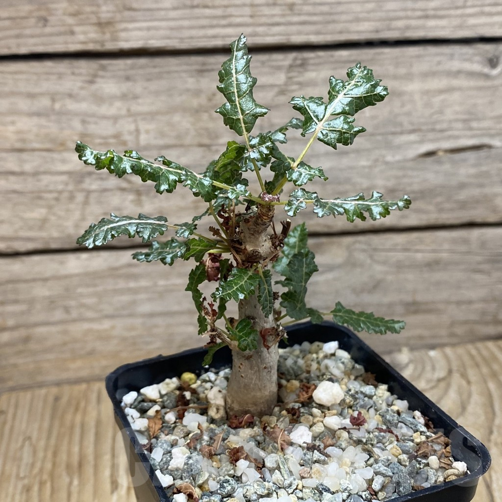 SH16420 Boswellia nana hybrid - Image 3