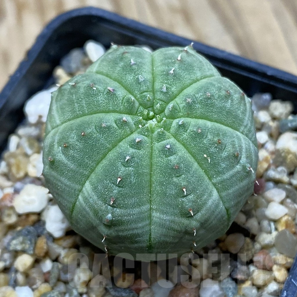 SH16421 Euphorbia obesa