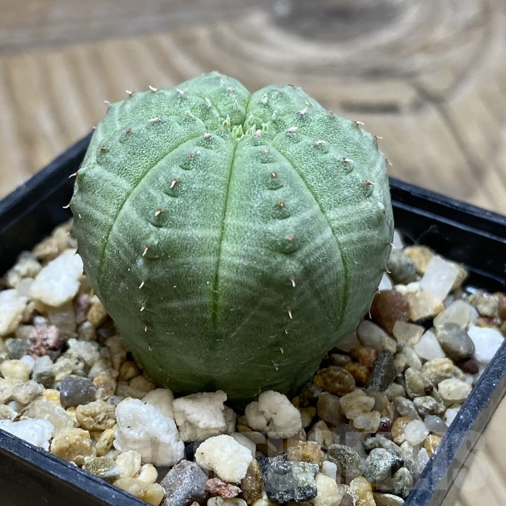 SH16421 Euphorbia obesa - Image 2