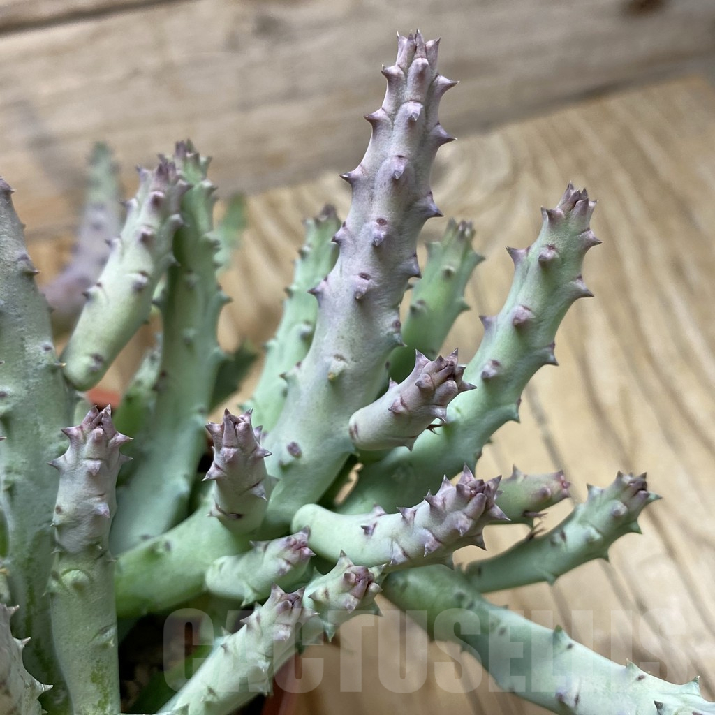 SH16423 Huernia pendurata - Image 2