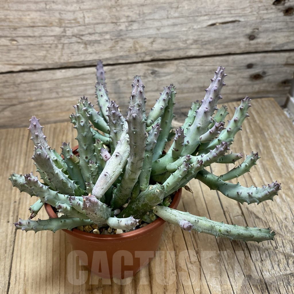 SH16423 Huernia pendurata - Image 3