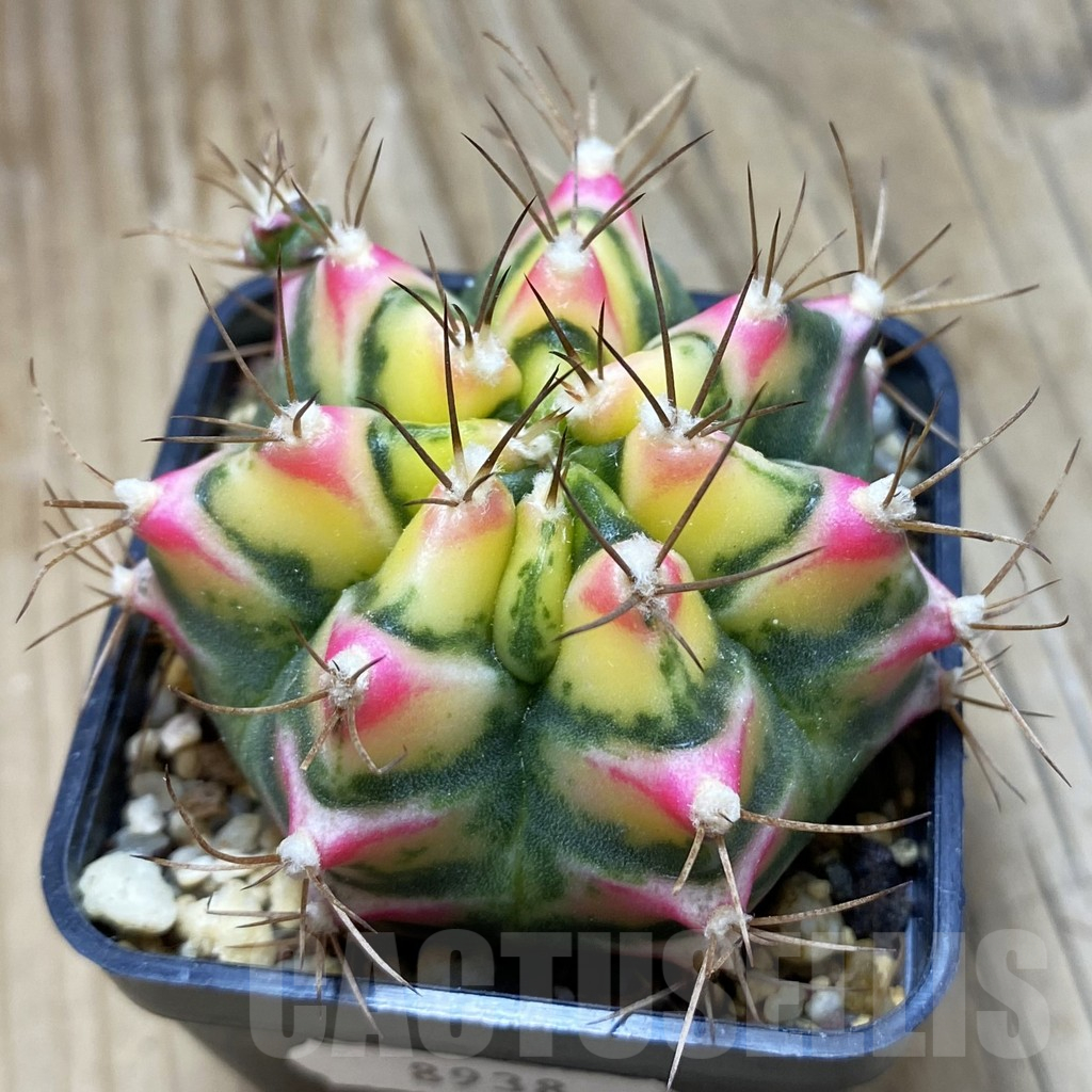 SH8938 Gymnocalycium mihanovichii 'Flower Field'