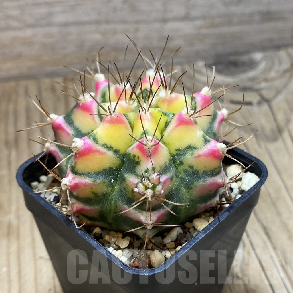 SH8938 Gymnocalycium mihanovichii 'Flower Field' - Imagen 2