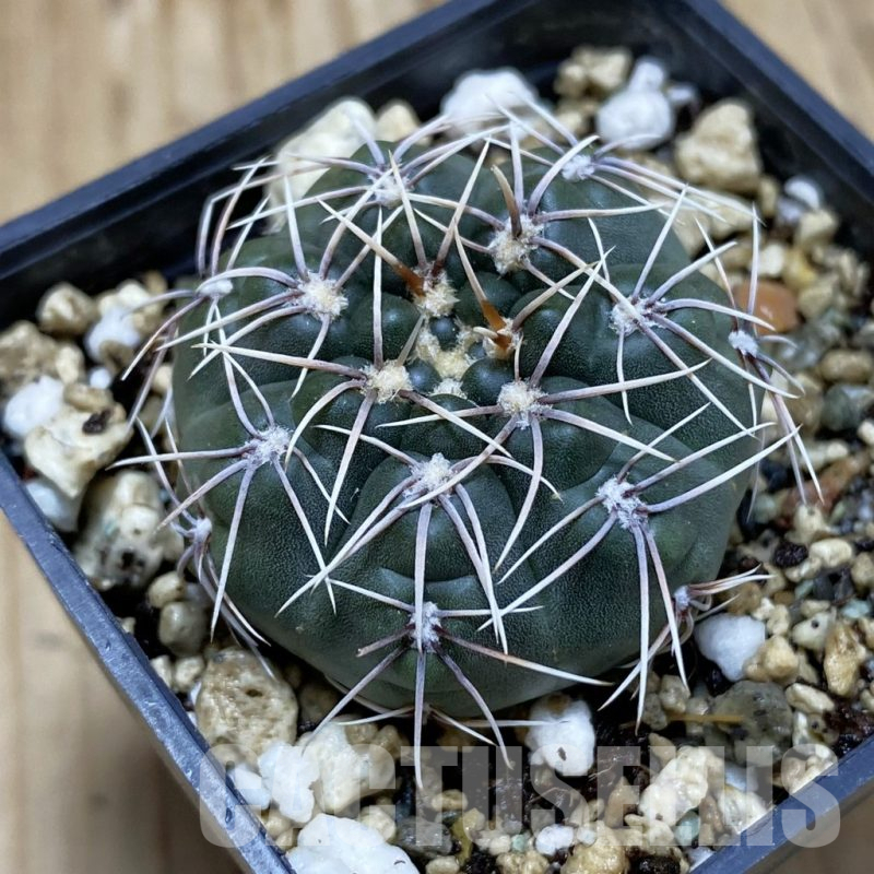 SH16647 Gymnocalycium gaponii v. geyeri VG 056