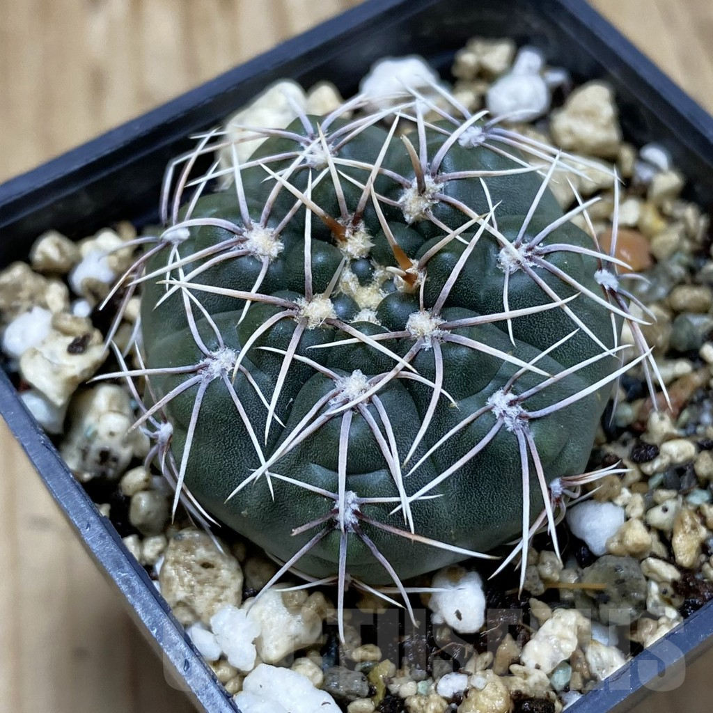 SH16647 Gymnocalycium gaponii v. geyeri VG 056