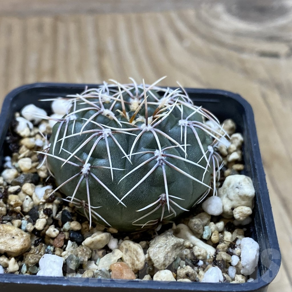 SH16647 Gymnocalycium gaponii v. geyeri VG 056 - Image 2
