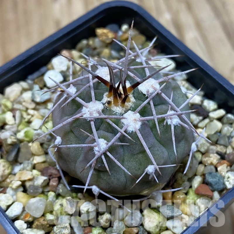 SH16648 Gymnocalycium mazanense P30