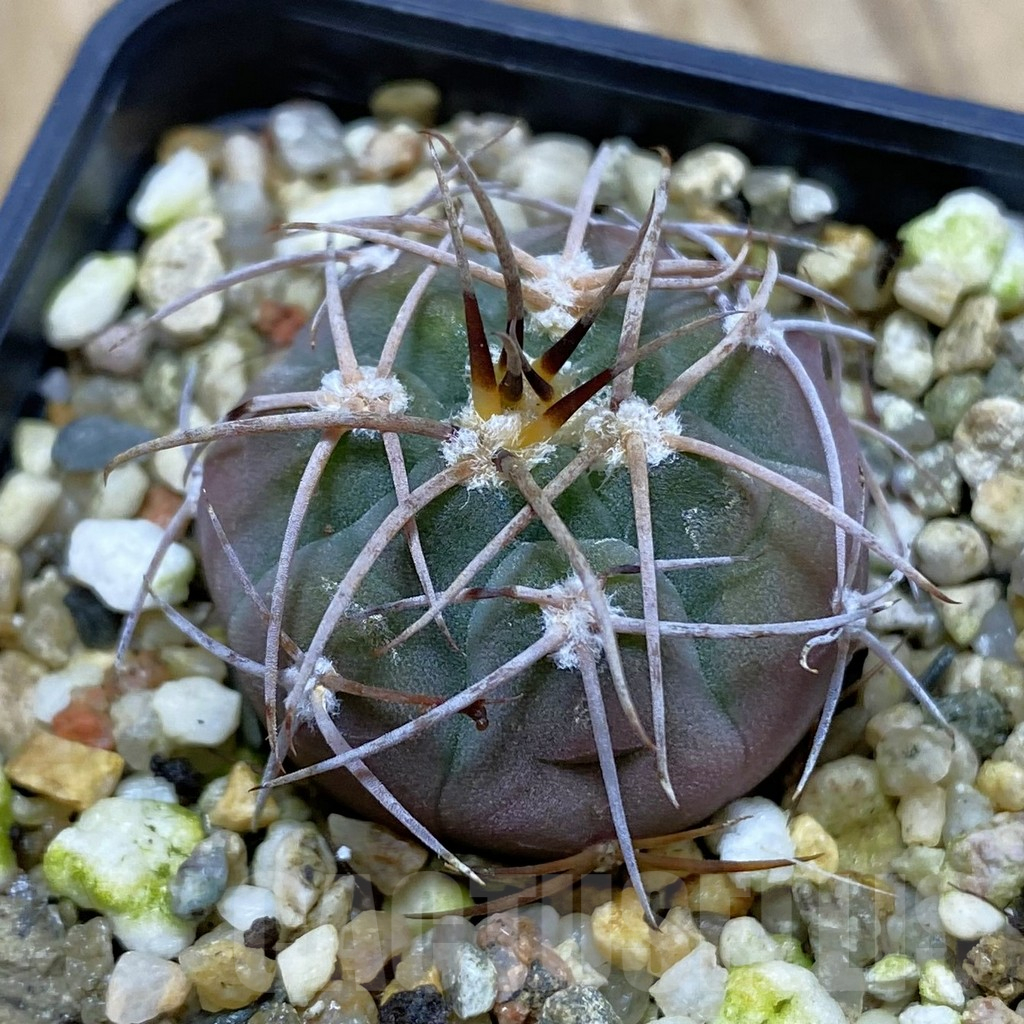 SH16649 Gymnocalycium mazanense P30