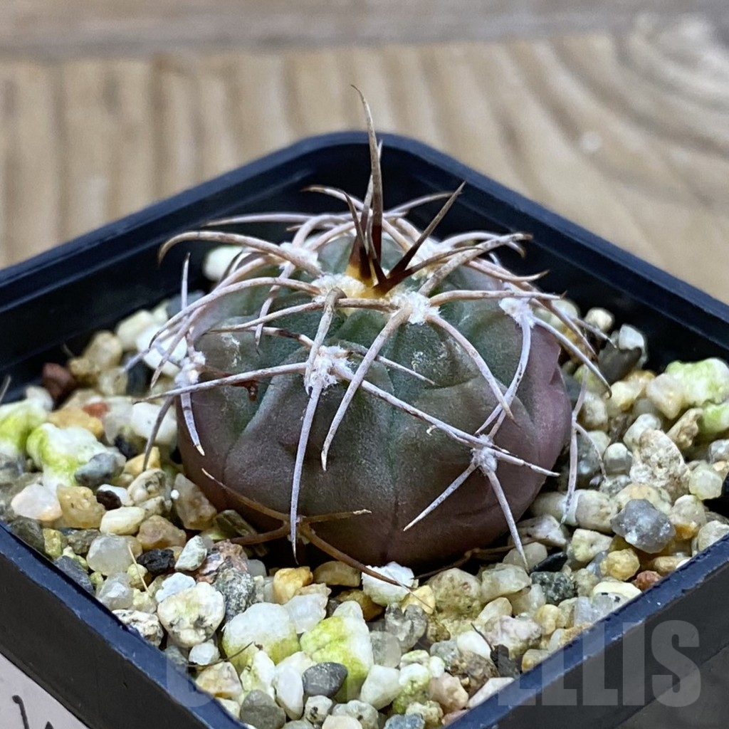 SH16649 Gymnocalycium mazanense P30 - 画像 (2)