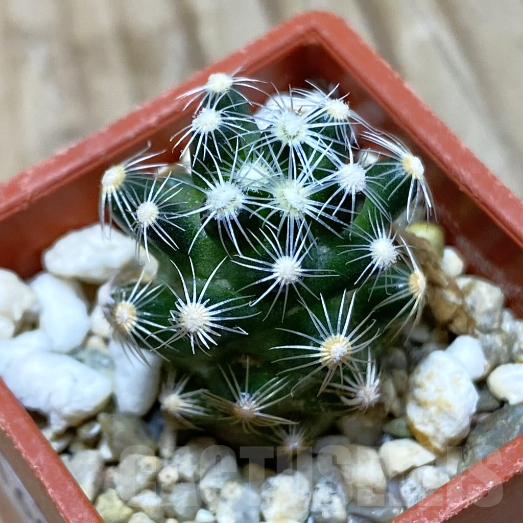 SH16653 Mammillaria sp. saboae v. roczekii