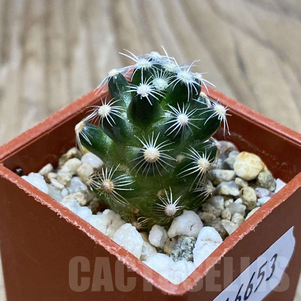 SH16653 Mammillaria sp. saboae v. roczekii - Image 2