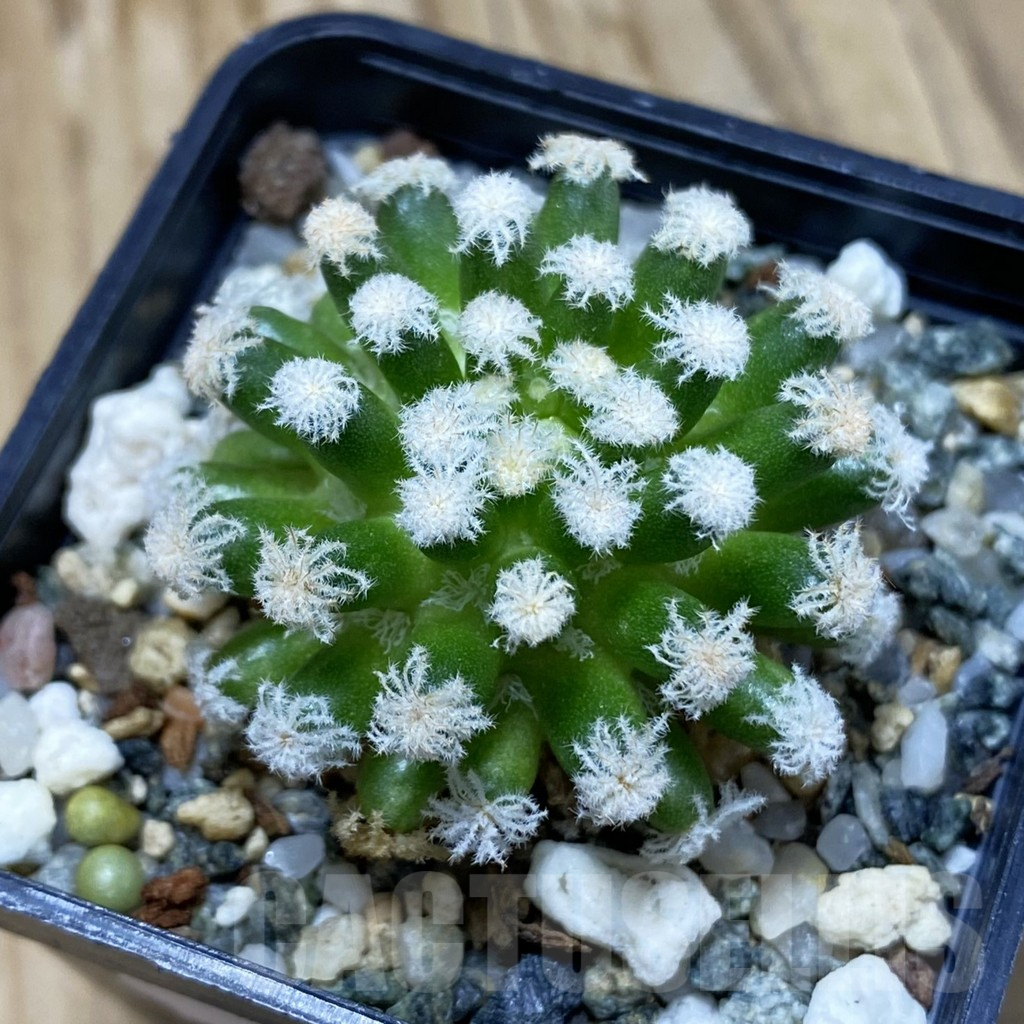 SH16654 Mammillaria plumosa ‘Snow’