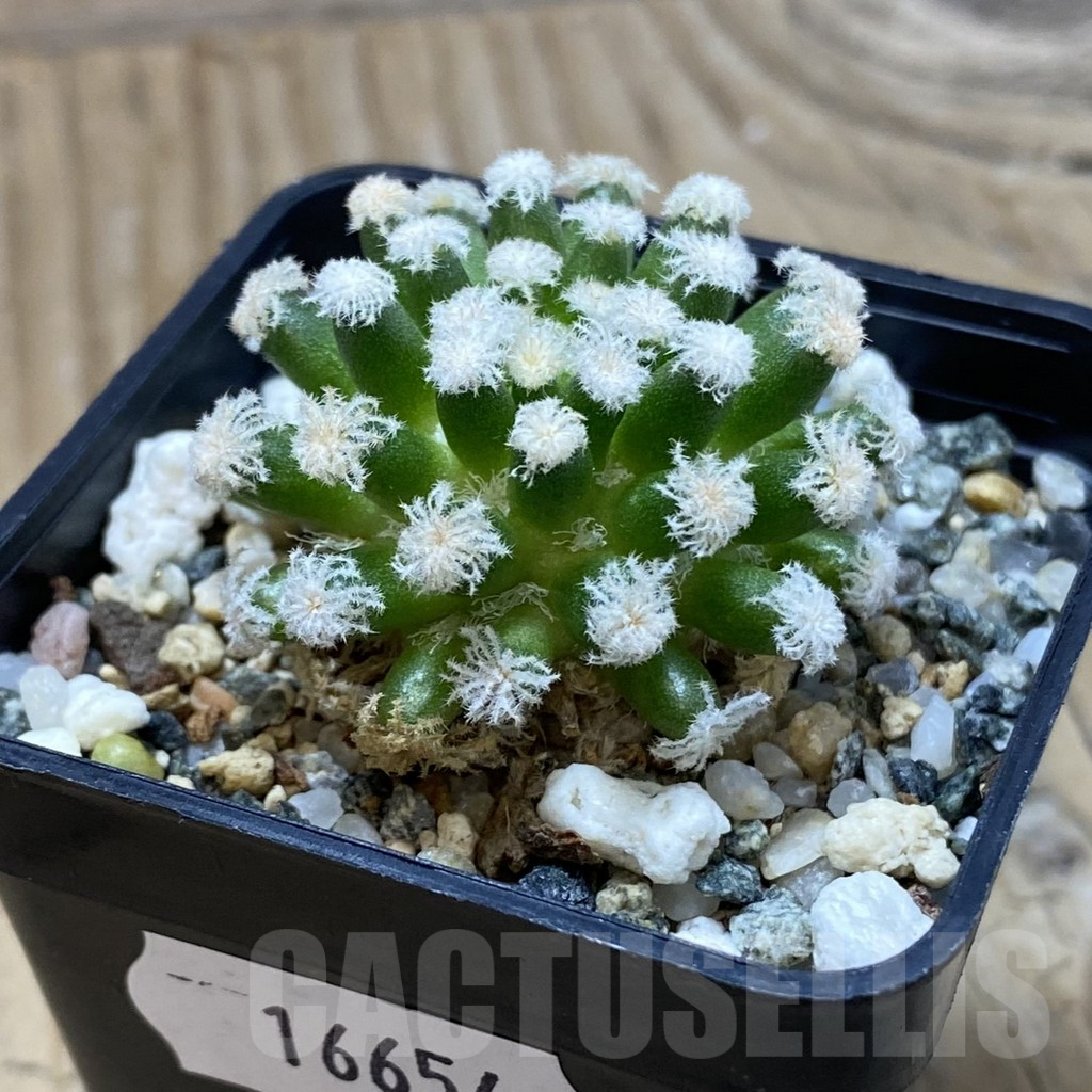 SH16654 Mammillaria plumosa ‘Snow’ - immagine 2