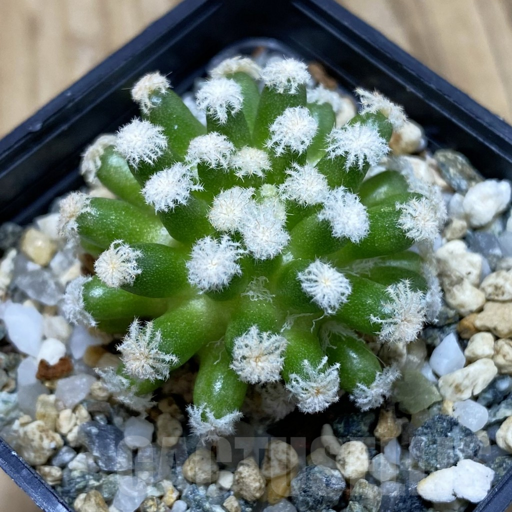 SH16655 Mammillaria plumosa ‘Snow’