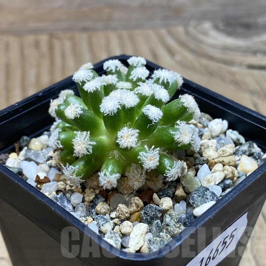 SH16655 Mammillaria plumosa ‘Snow’ - immagine 2