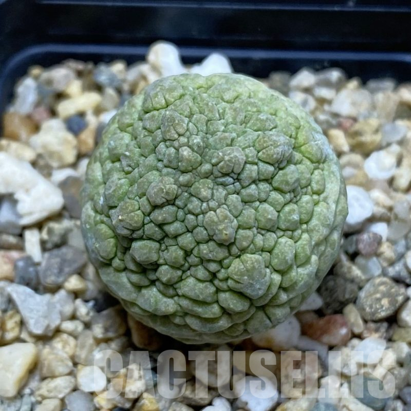 SH16658 Pseudolithos migiurtinus