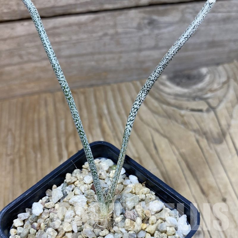 SH16659 Astrophytum caput-medusae, seedling