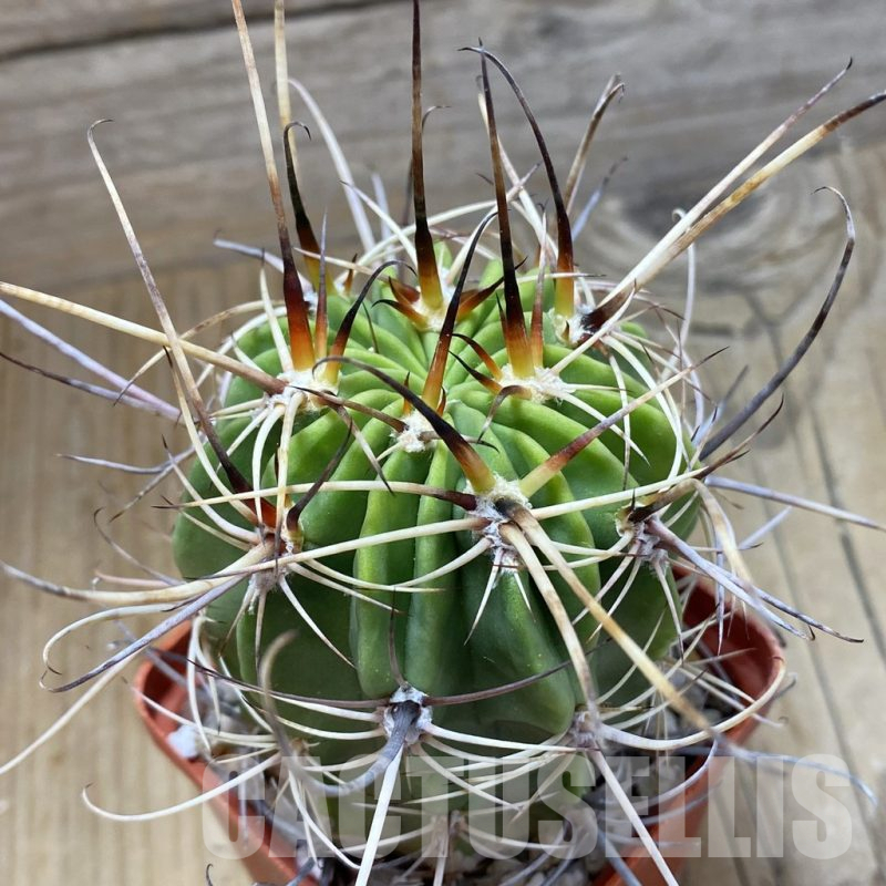 SH16618 Lobivia ferox, old 6 years