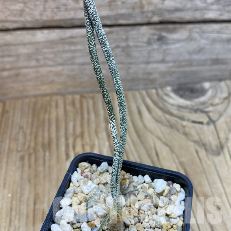 SH16660 Astrophytum caput-medusae, seedling