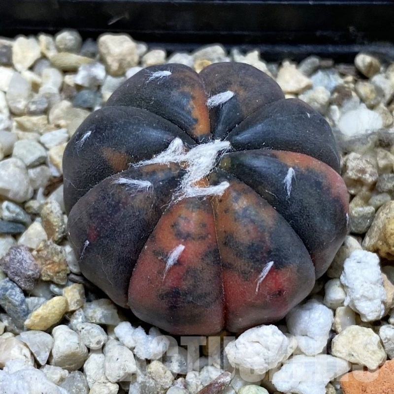 SH16661 Astrophytum asterias ‘Purple Skin’ f. variegata