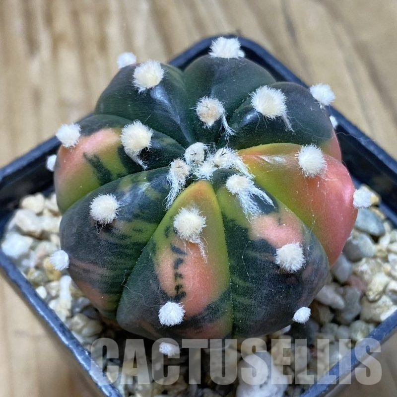 SH16662 Astrophytum asterias ‘Purple Skin’ f. variegata