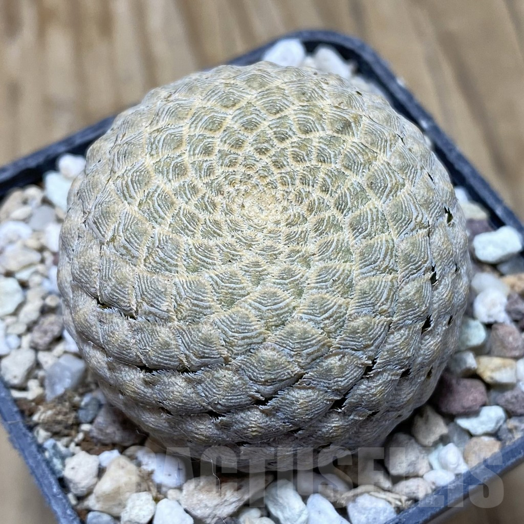 SH16664 Euphorbia piscidermis