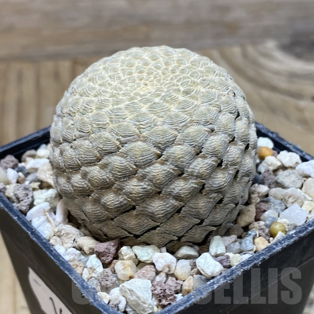 SH16664 Euphorbia piscidermis - Image 2