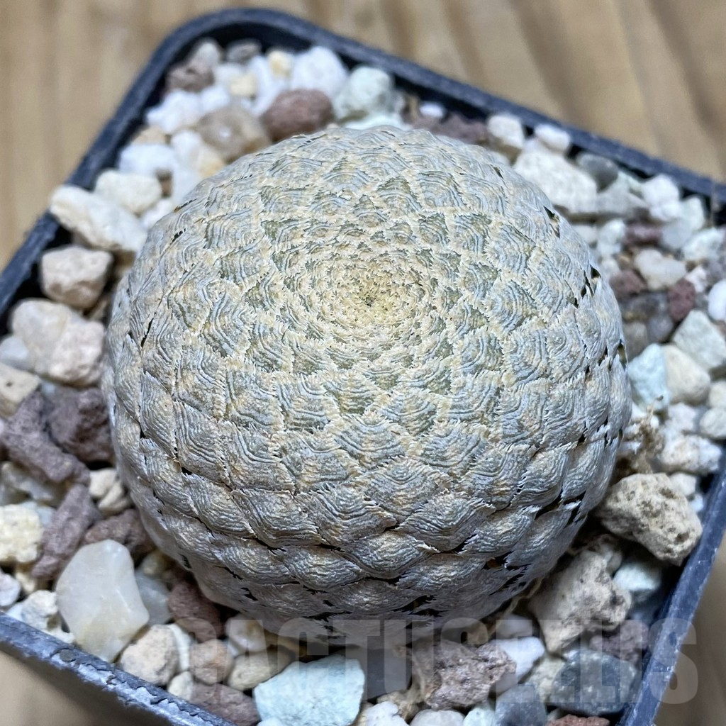 SH16667 Euphorbia piscidermis