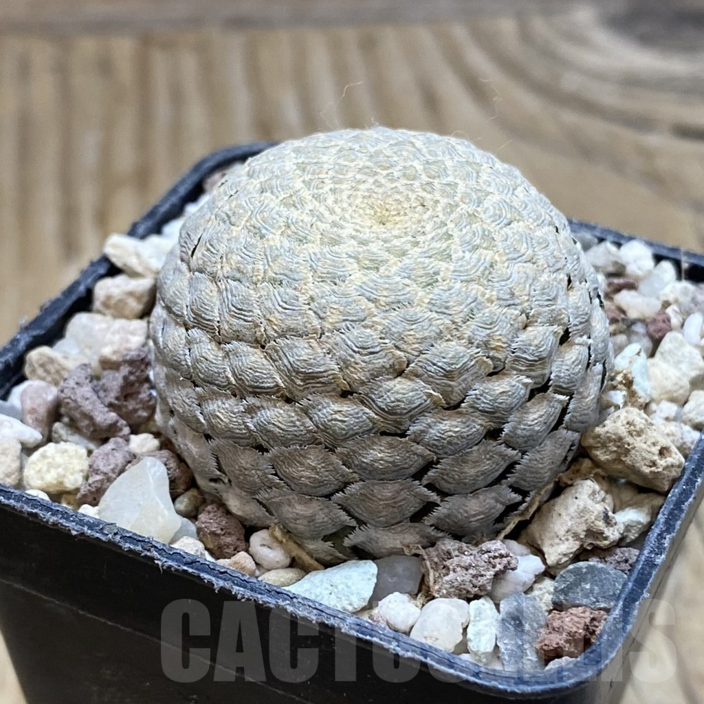 SH16667 Euphorbia piscidermis – Image 2