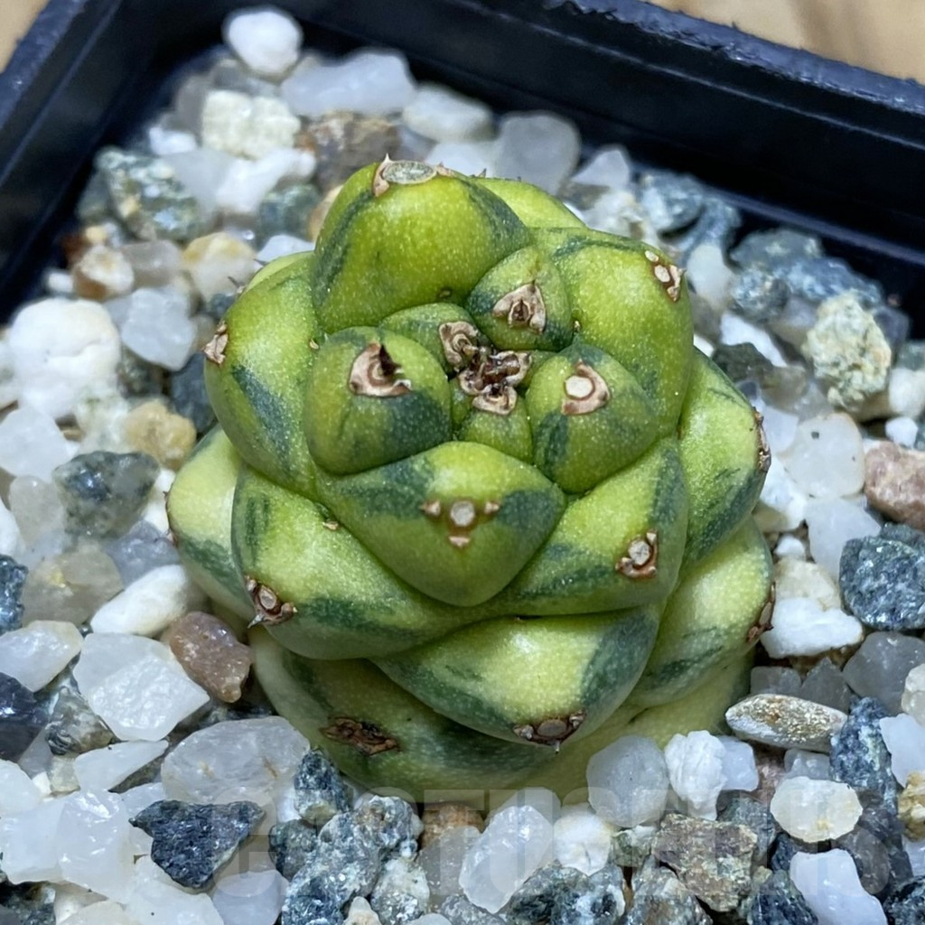 SH16668 Monadenium ritchiei f. variegata