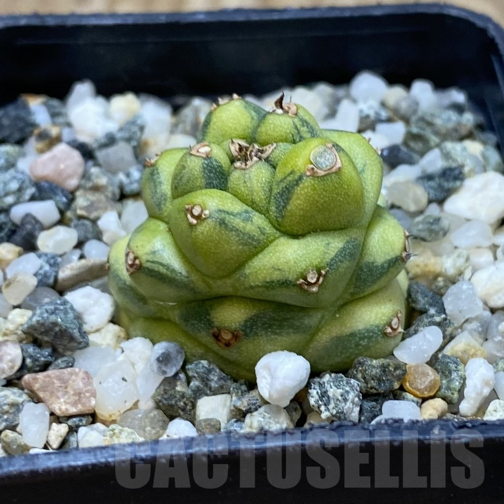 SH16668 Monadenium ritchiei f. variegata - Obrázek 2