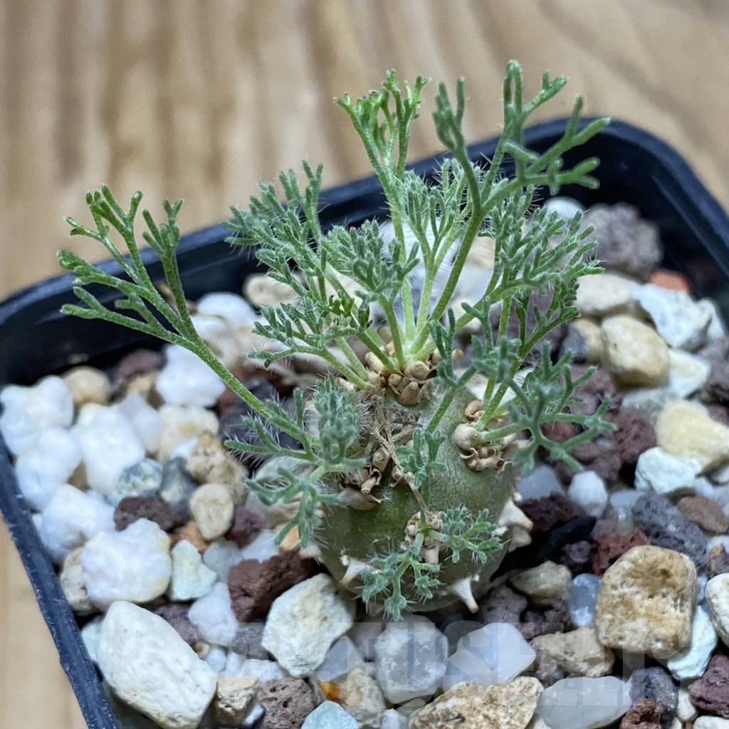 SH16669 Sarcocaulon peniculinum