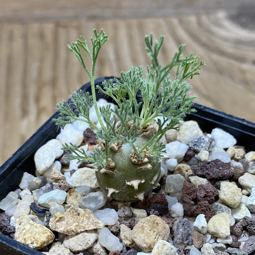 SH16669 Sarcocaulon peniculinum - Obrázek 2