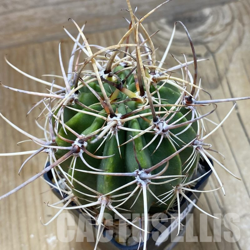 SH16619 Lobivia ferox, old 5 years