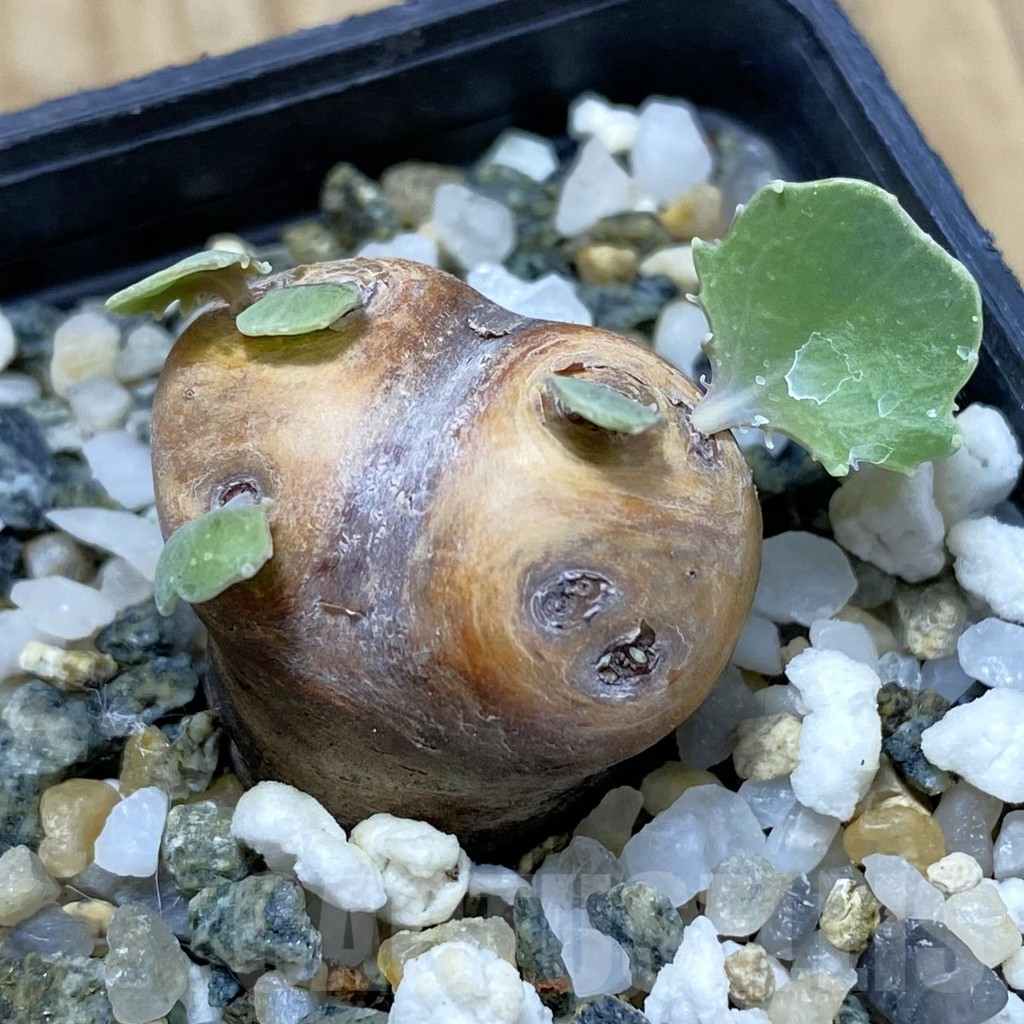 SH16672 Othonna cacalioides