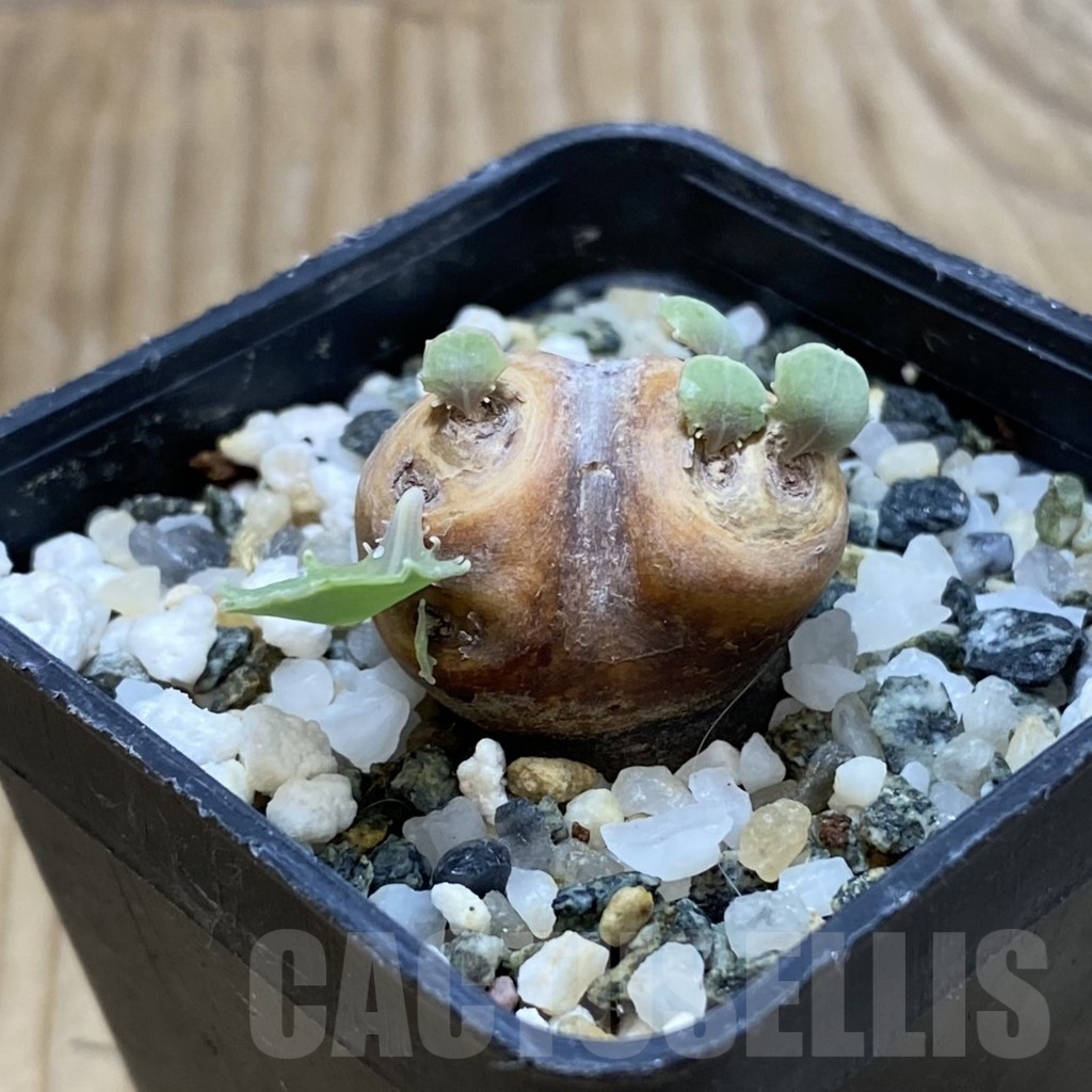 SH16672 Othonna cacalioides - Image 2