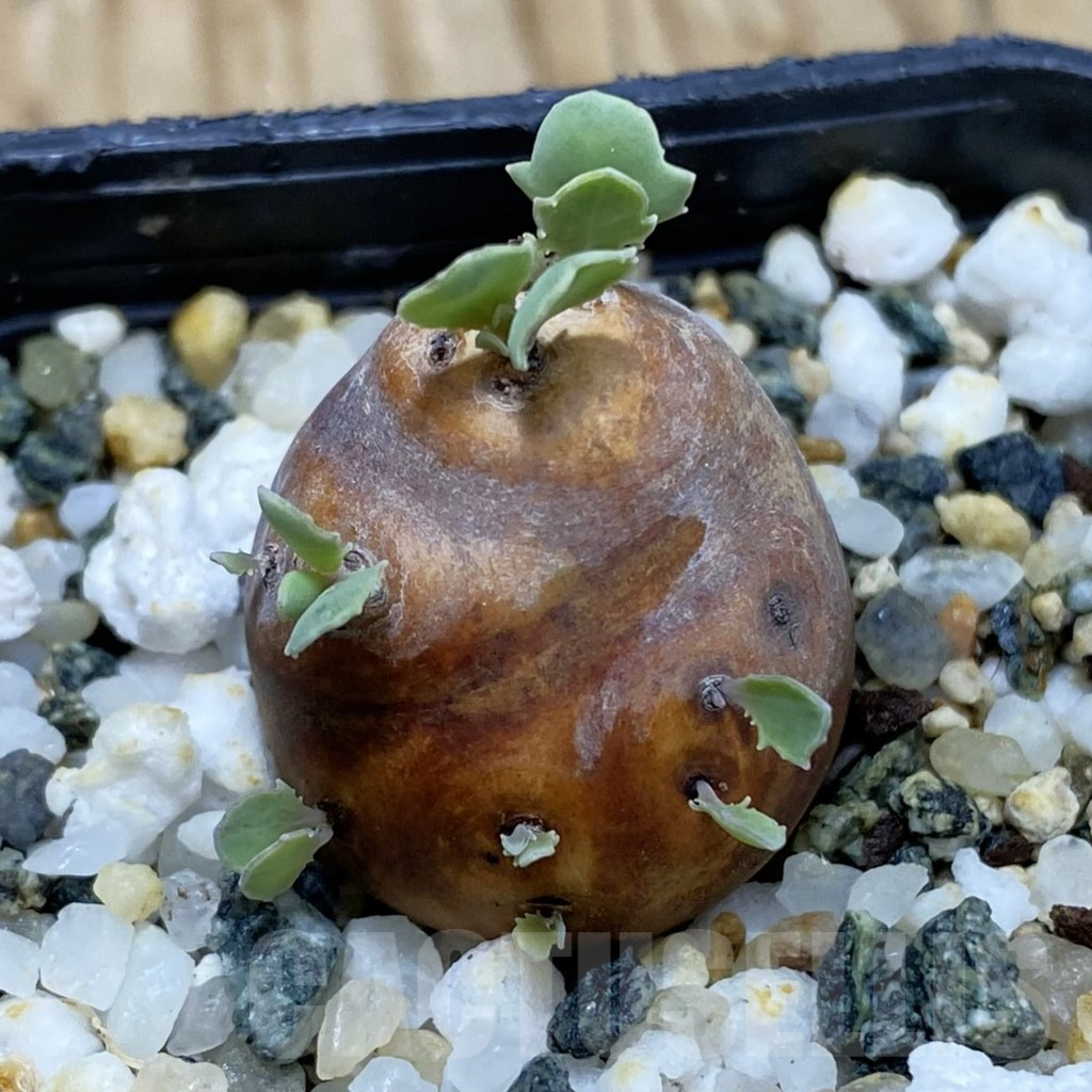 SH16674 Othonna cacalioides