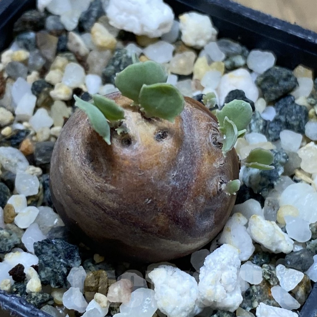 SH16674 Othonna cacalioides - Obrázek 2