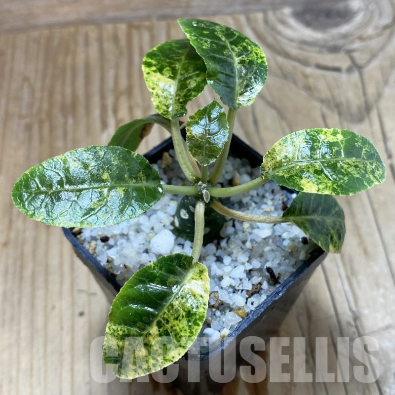 SH16675 Dorstenia foetida f. variegata