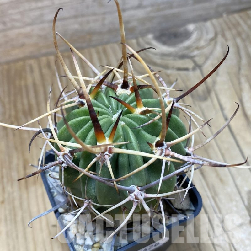 SH16620 Lobivia ferox, old 5 years